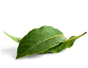 Laurel