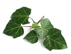 Ivy