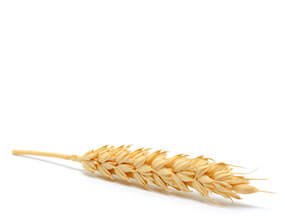 Wheat proteins